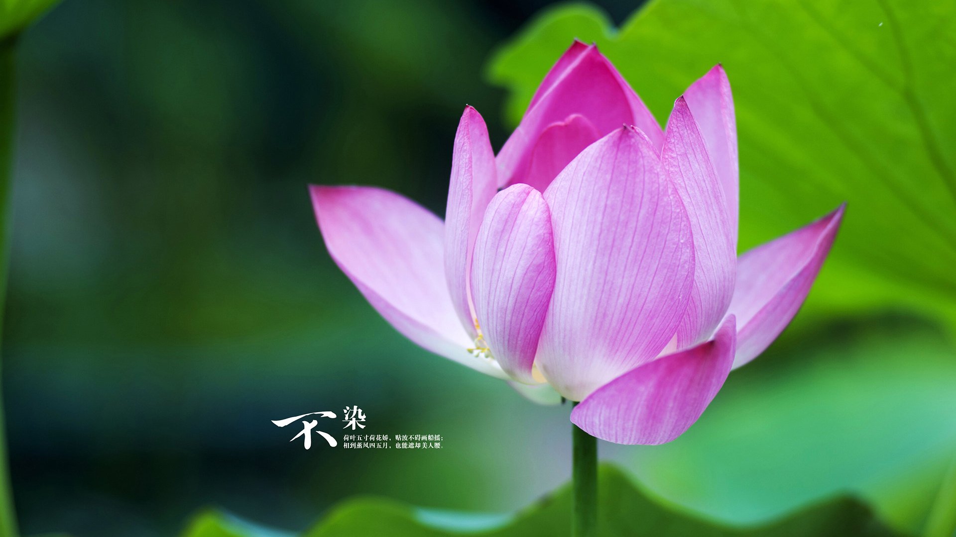 厄德高闪耀友谊赛，用大师级表现证明价值，美国3-0完胜新西兰